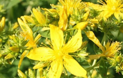 Šentjanževka za zdravje!